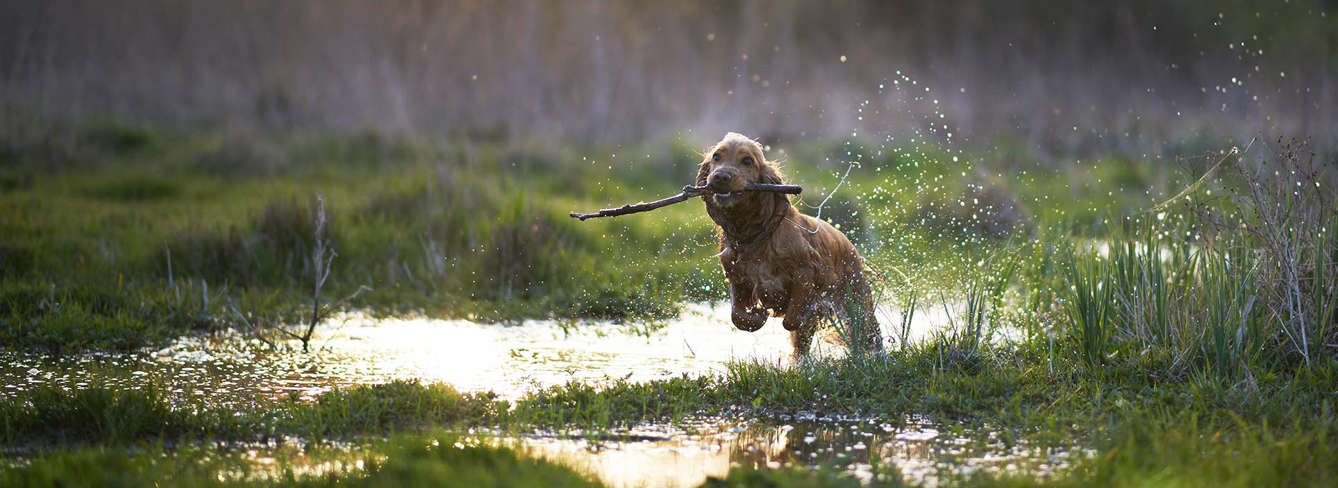 Suffolk Animal Chiropractor